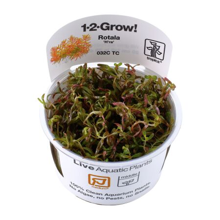 Rotala rotundifolia Hra 1-2-Grow!