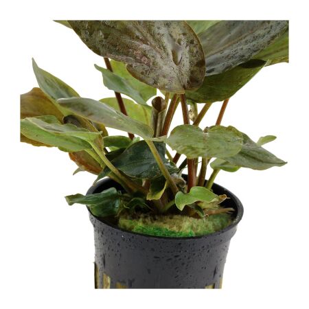 Lagenandra meeboldii Red