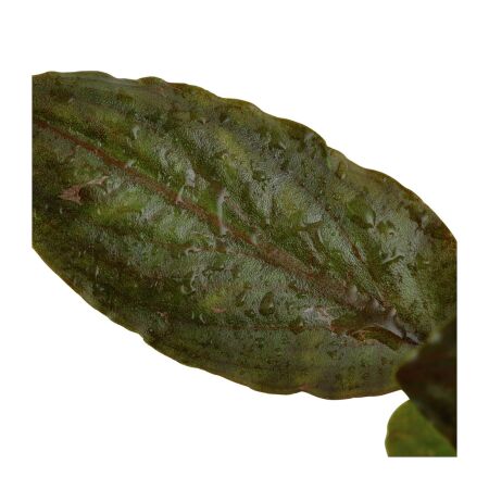 Lagenandra meeboldii Red