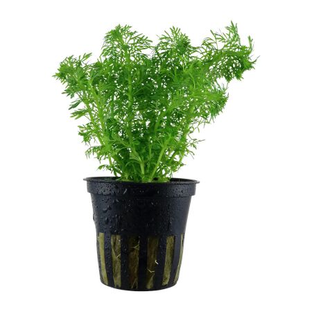 Limnophila sessiliflora