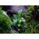 Bucephalandra sp. Serimbu Brown, plantit!