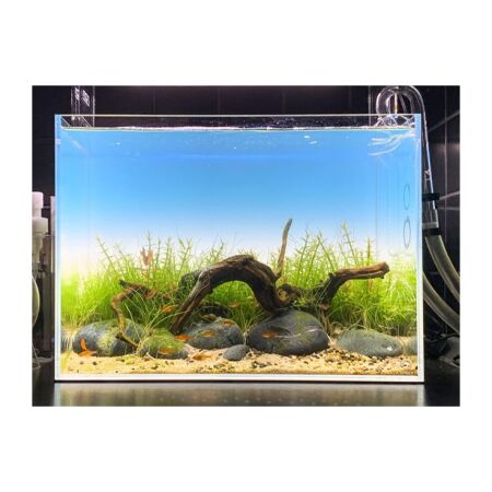 Clear Garden Ambient Screen 60P (40)