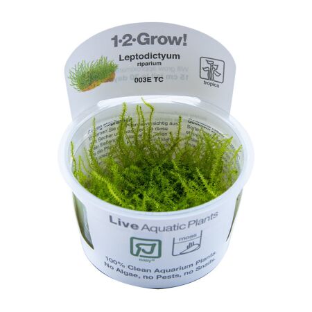 Leptodictyum riparium 1-2-Grow!