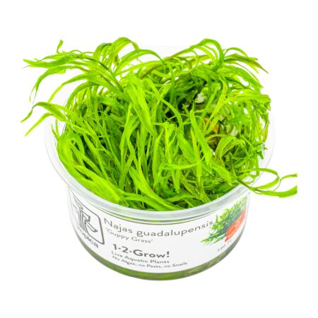 Najas guadalupensis 1-2-Grow!