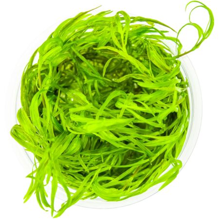 Najas guadalupensis 1-2-Grow!