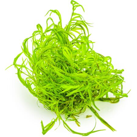 Najas guadalupensis 1-2-Grow!