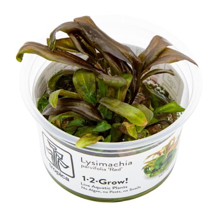 Lysimachia parvifolia Red 1-2-Grow!