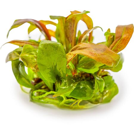 Lysimachia parvifolia Red 1-2-Grow!