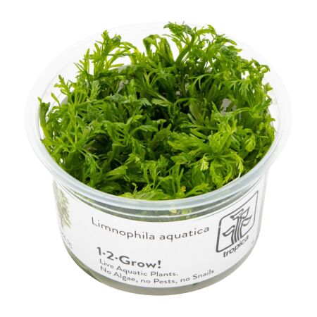 Limnophila aquatica 1-2-Grow!