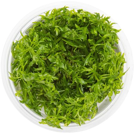 Limnophila aquatica 1-2-Grow!