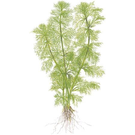 Limnophila aquatica 1-2-Grow!