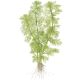 Limnophila aquatica 1-2-Grow!