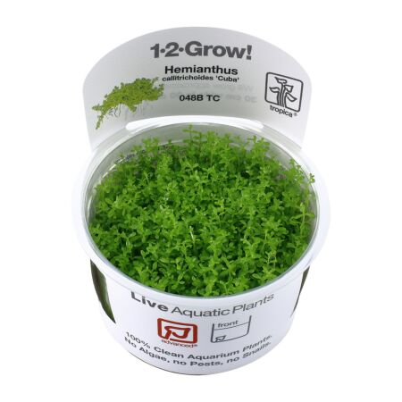 Micranthemum callitrichoides Cuba 1-2-Grow!