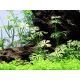 Ranunculus inundatus 1-2-Grow!