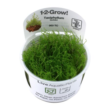 Taxiphyllum barbieri Bogor Moss 1-2-Grow!