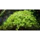 Micranthemum Monte Carlo 1-2-Grow!