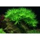 Heteranthera zosterifolia 1-2-Grow!