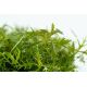 Proserpinaca palustris Cuba 1-2-Grow!