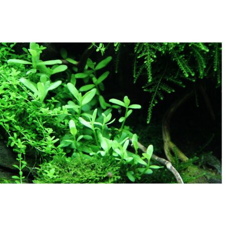 Bacopa monnieri Compact