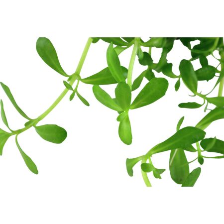 Bacopa monnieri Compact