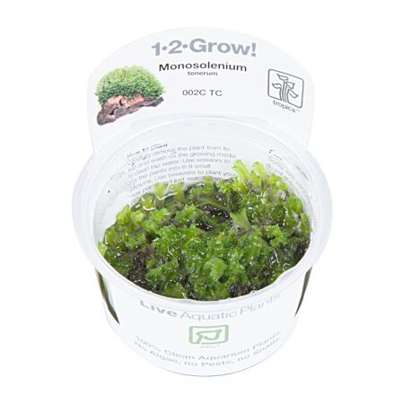 Monosolenium tenerum 1-2-Grow!