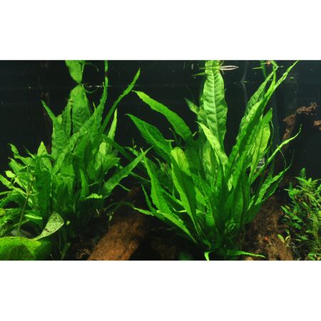 Bepflanzte wurzel aquarium - Die hochwertigsten Bepflanzte wurzel aquarium im Überblick