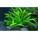 Helanthium bolivianum Quadricostatus 1-2-Grow!