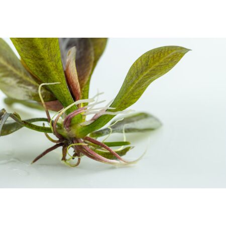 Echinodorus Reni 1-2-Grow!